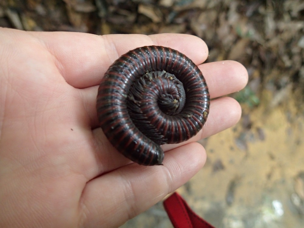 A tropical millipede. Much larger than the ones in Canada!!